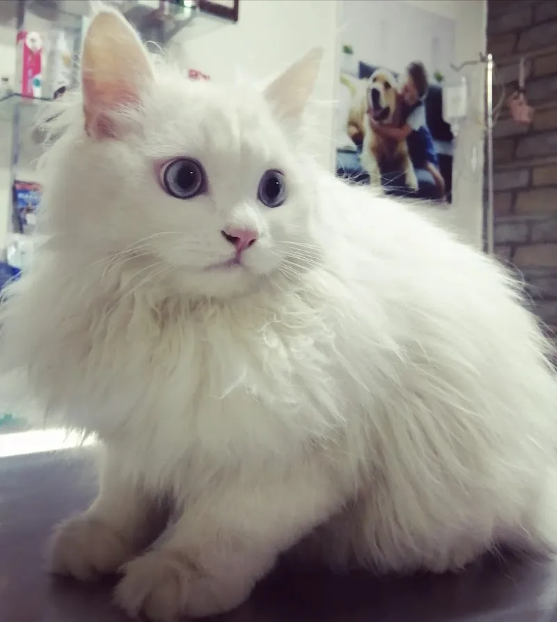 عيادة بيطرية