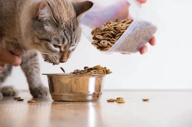 Cairo Pets Clinic, a veterinary clinic in Al-Muqattam
