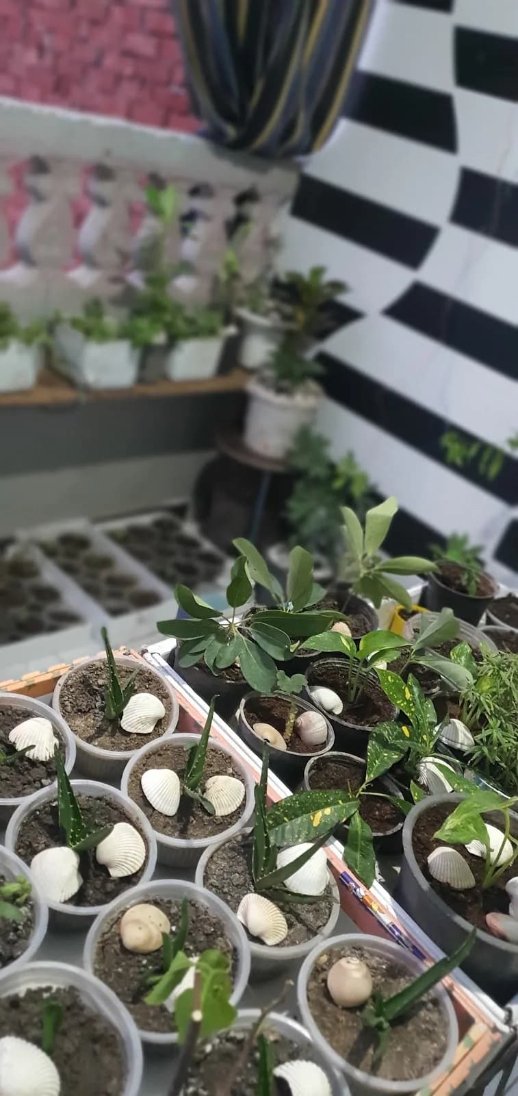 Rogina Nursery