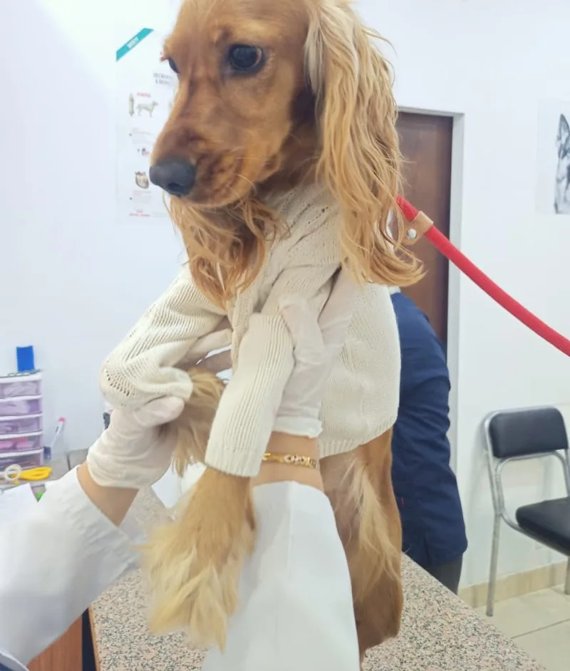 - --مستشفي بيطري التجمع الاول