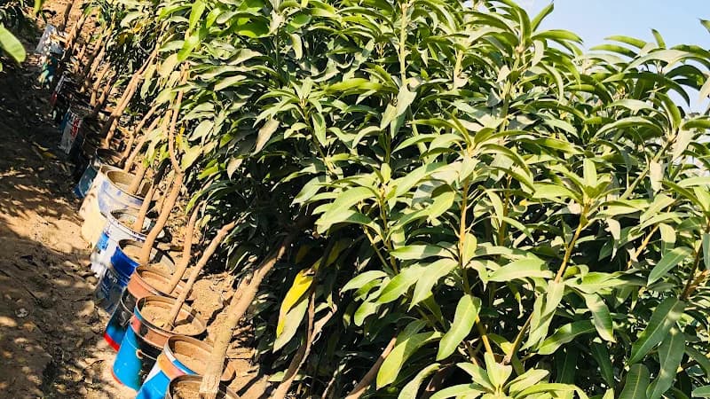 مشاتل الإخلاص للتنمية الزراعية