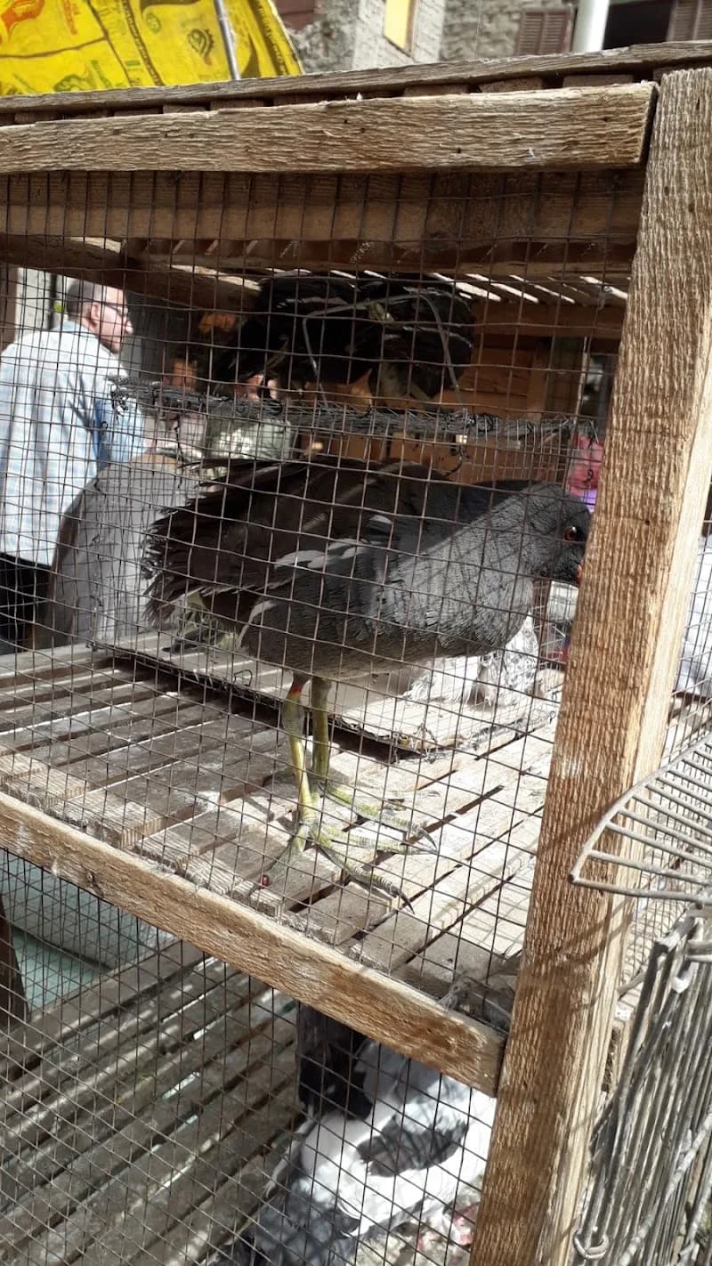 Friday pets market