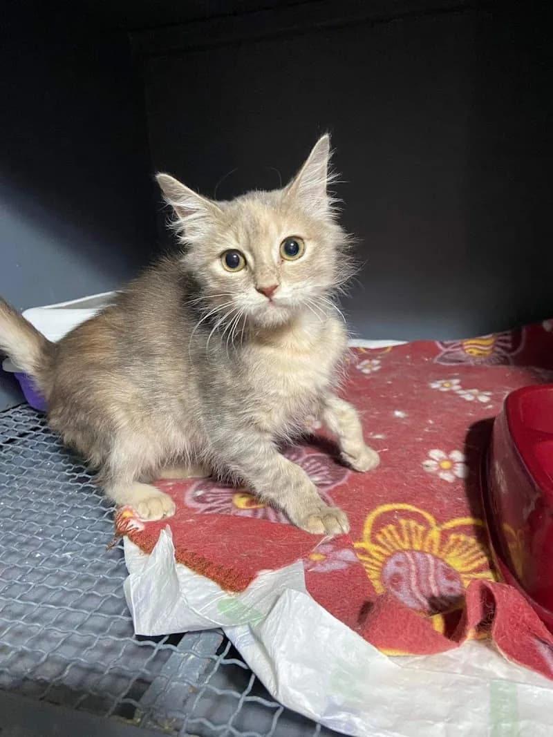 PetCare Clinic