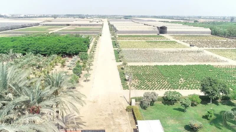 المصرية الألمانية للأنتاج الزراعي