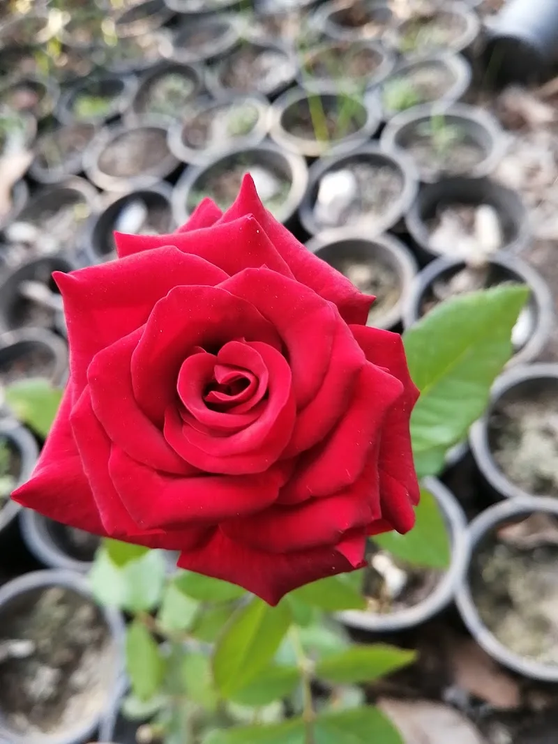 Al Jazeera Nursery