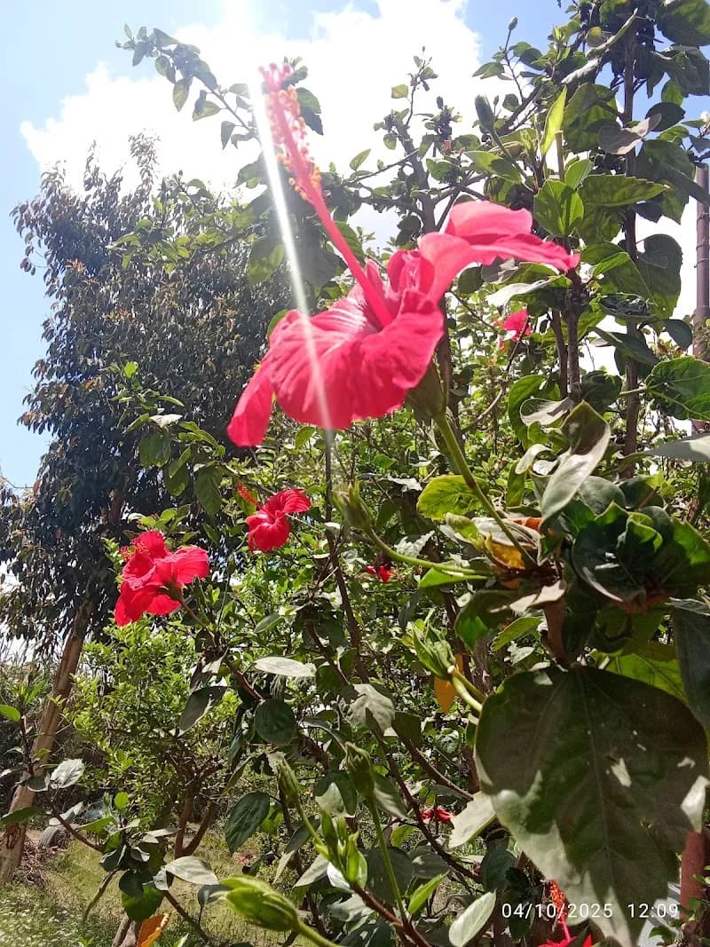 Sherbin Nursery for Trees and Flowers