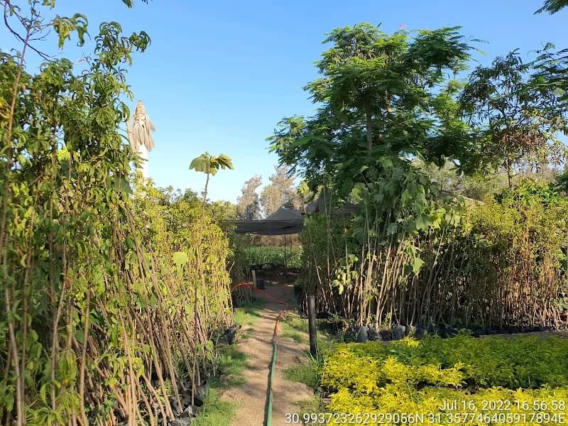Sons of Shuaisha Nursery