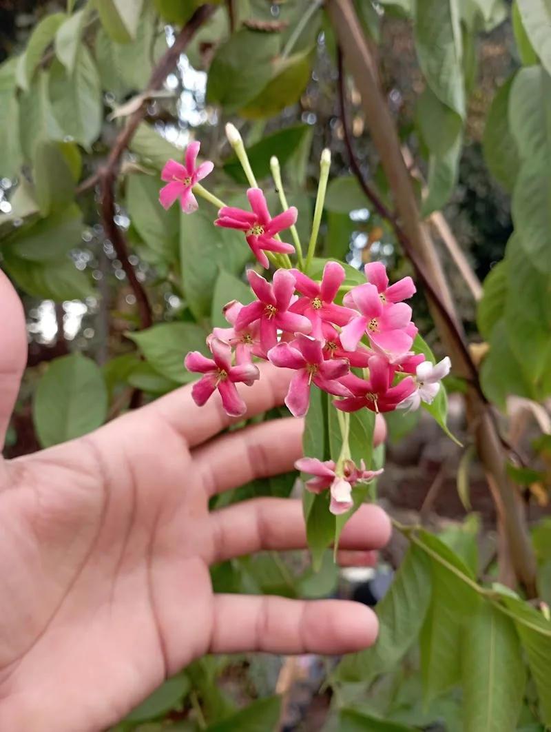 Paradise Nursery, Sharqia, for Ornamental and Fruit Plants