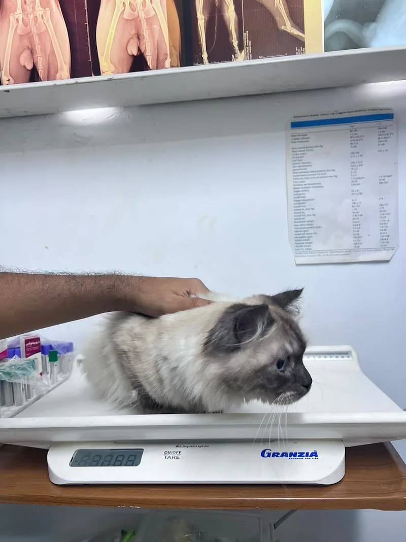 عيادة بيطريه طوارىء الإقبال