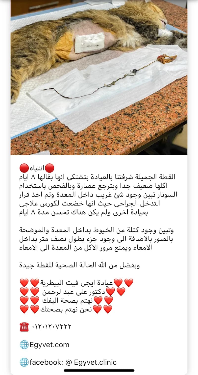 Egyvet Clinic