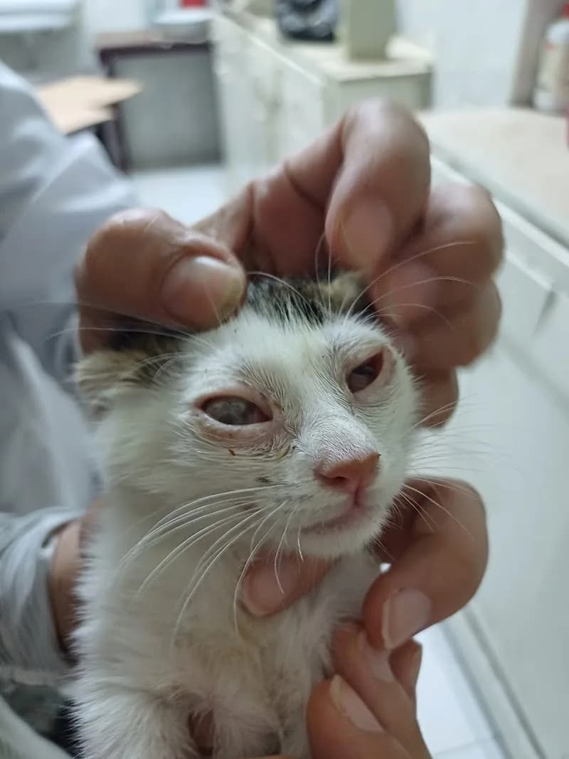 Vet Me Clinic (Veterinary Clinic)
