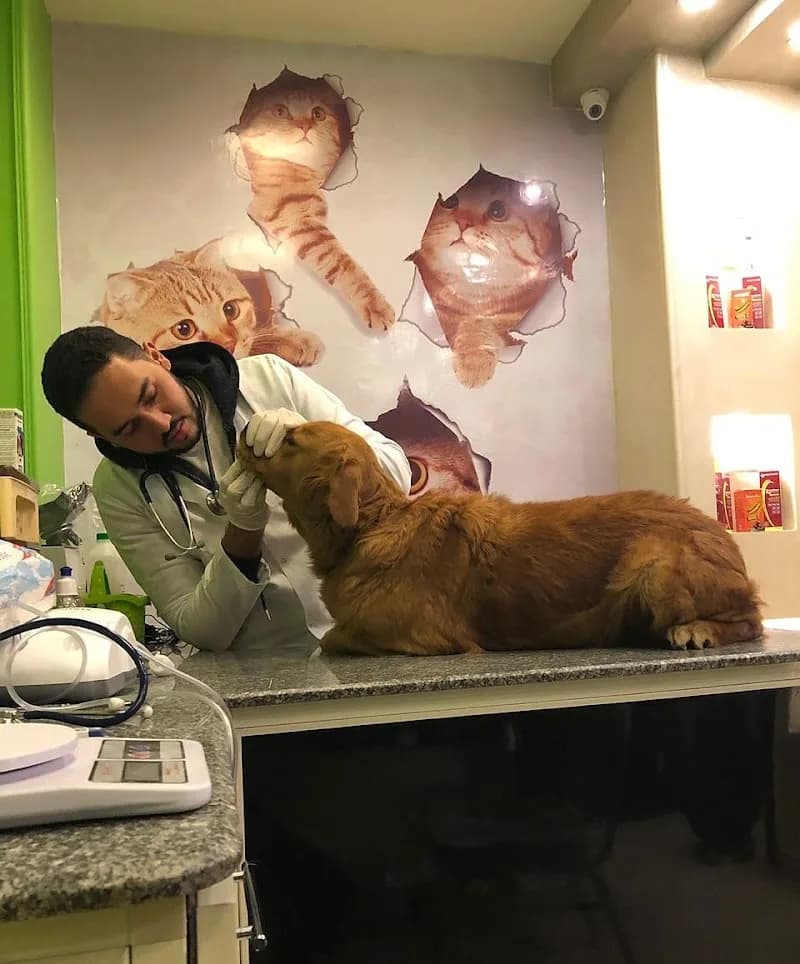 Dr Paws animal Hospital