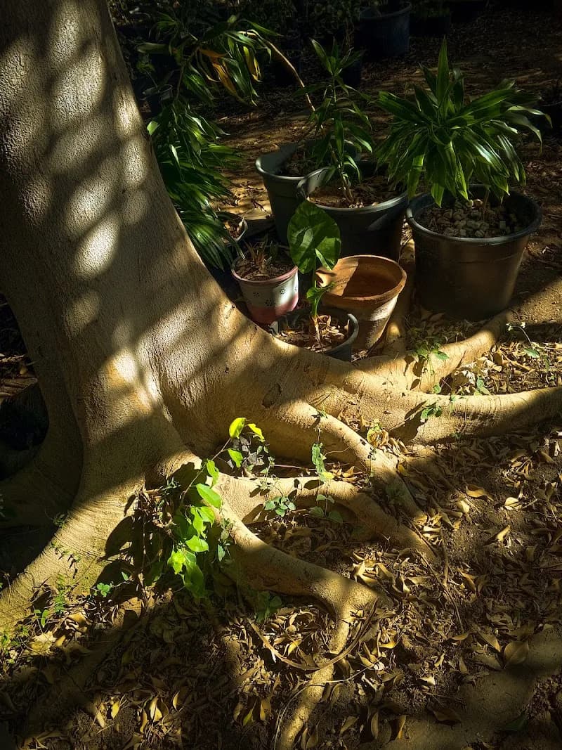 Nursery of the Faculty of Agriculture, Mansoura University