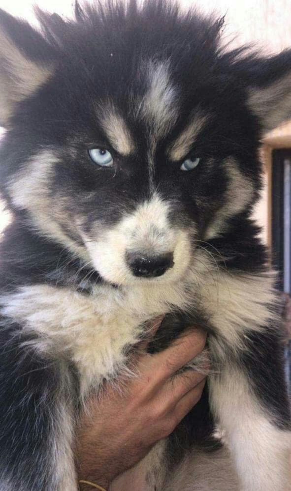 For pet lovers