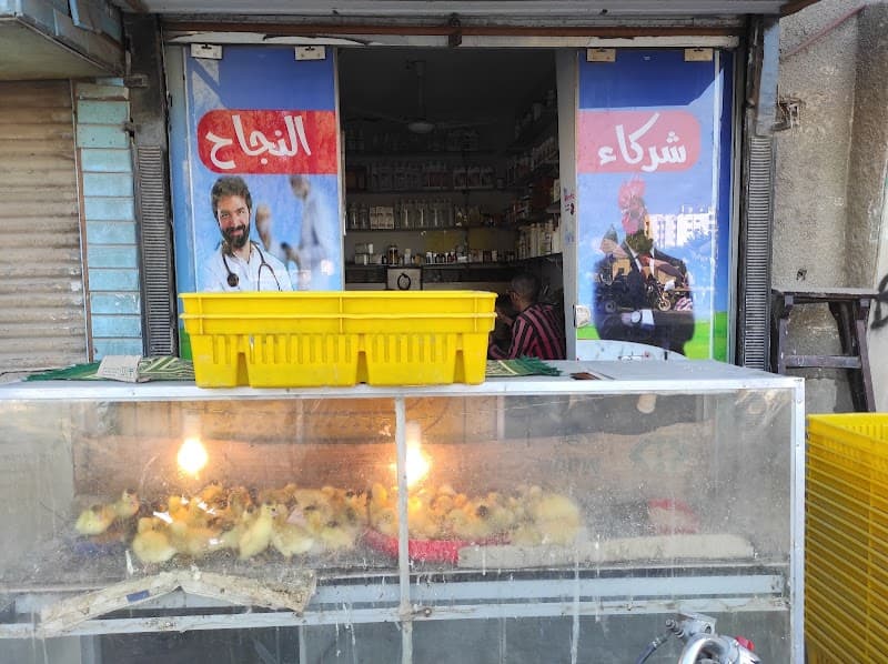 مكتب نعامة