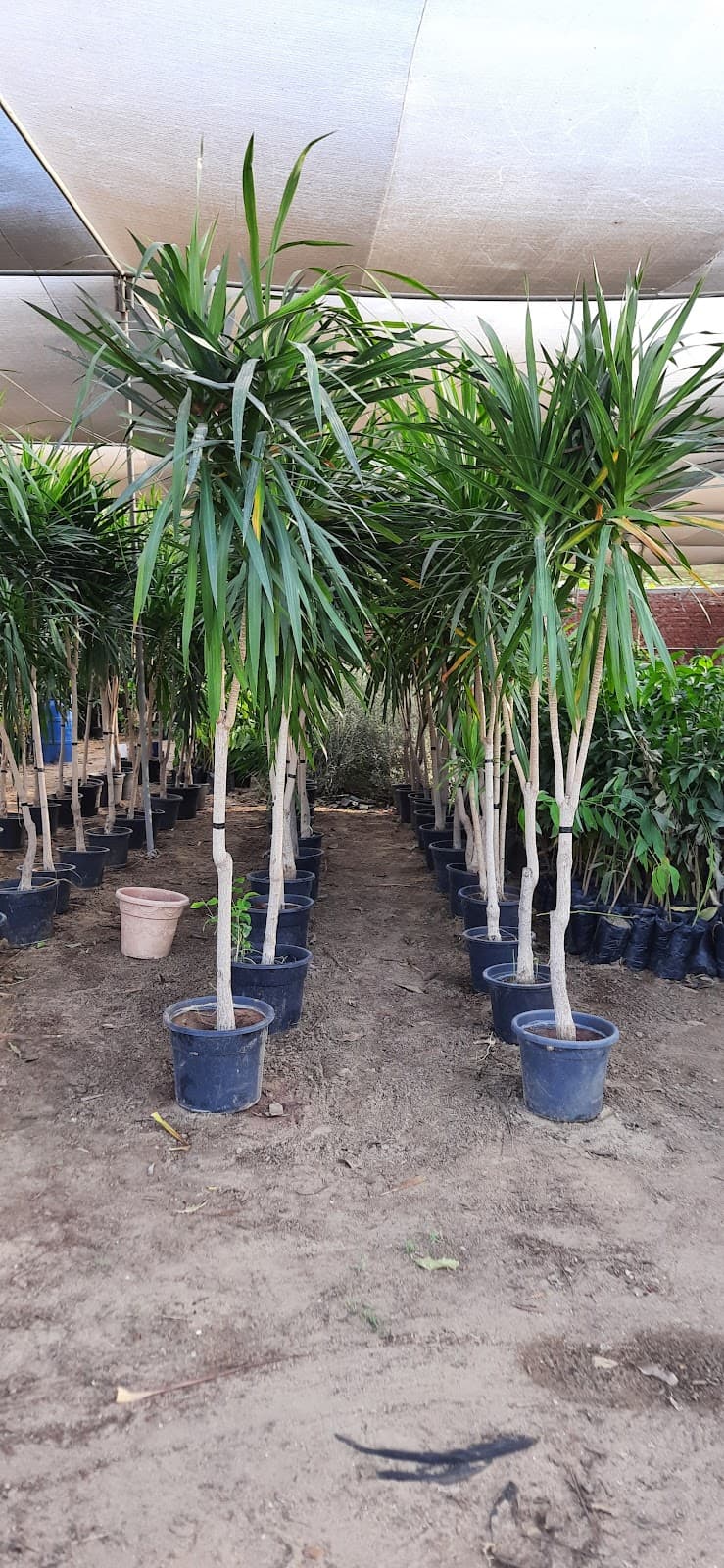 Global Agricultural Supplies Company Nurseries