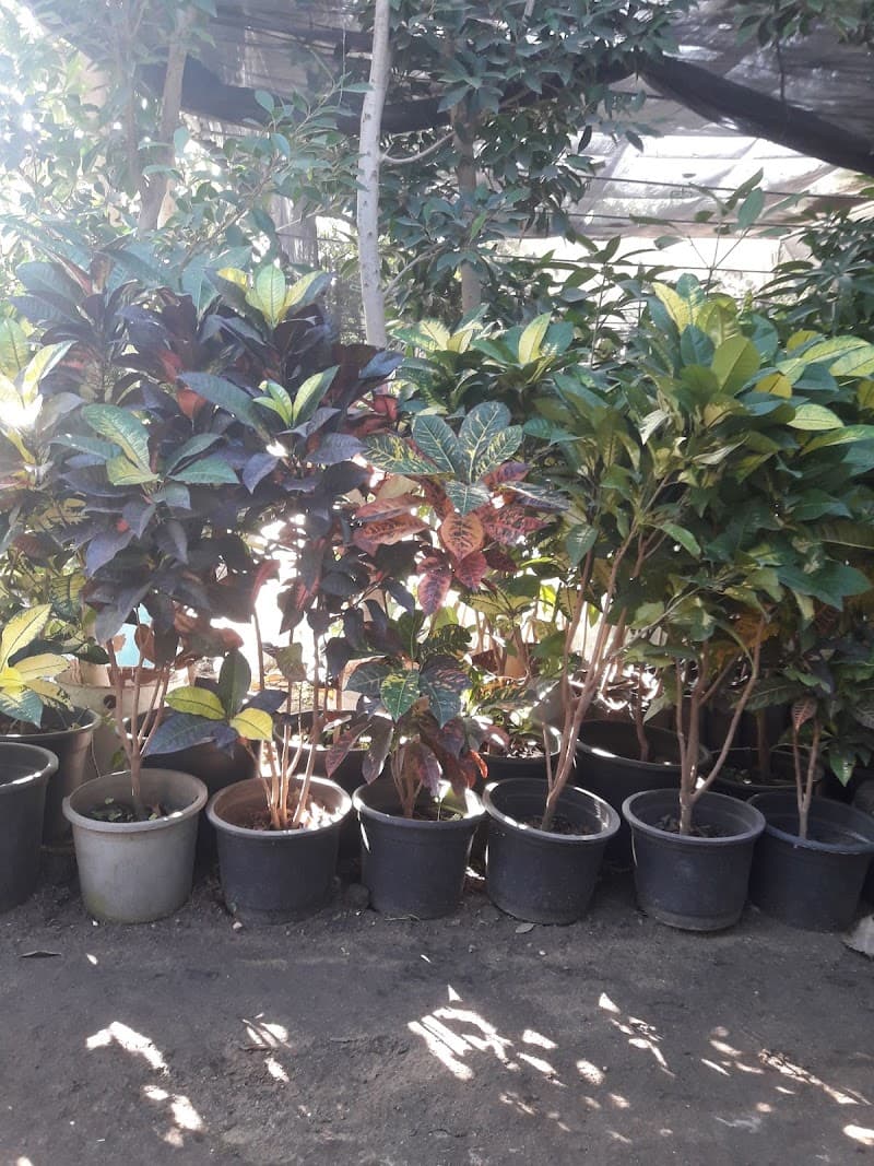 Mr. Abu Saleh Nursery