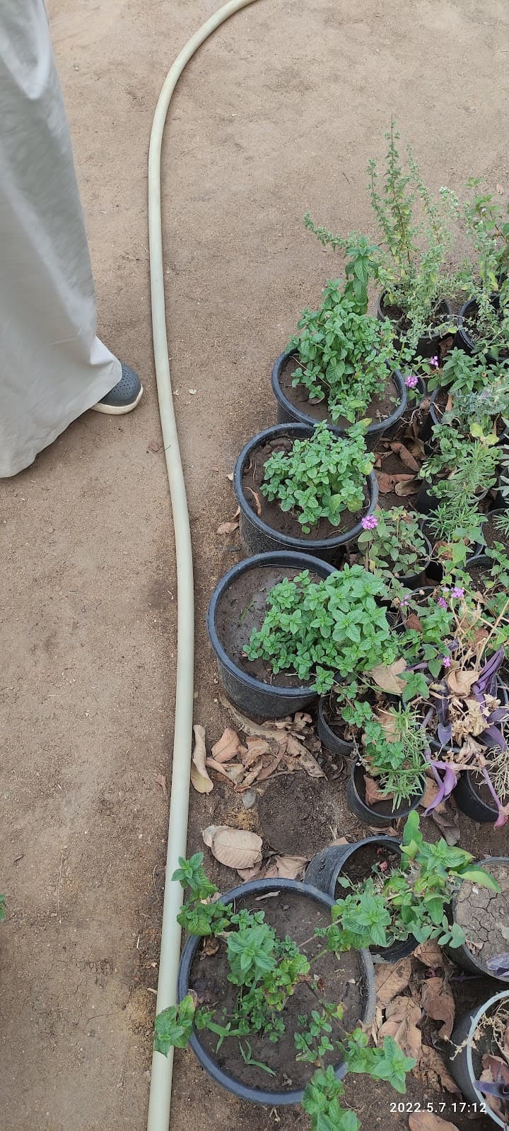 Al-Zahraa Nursery - مشاتل الزهراء بالفيوم