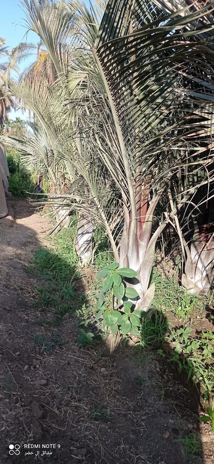 مشاتل آل خضر