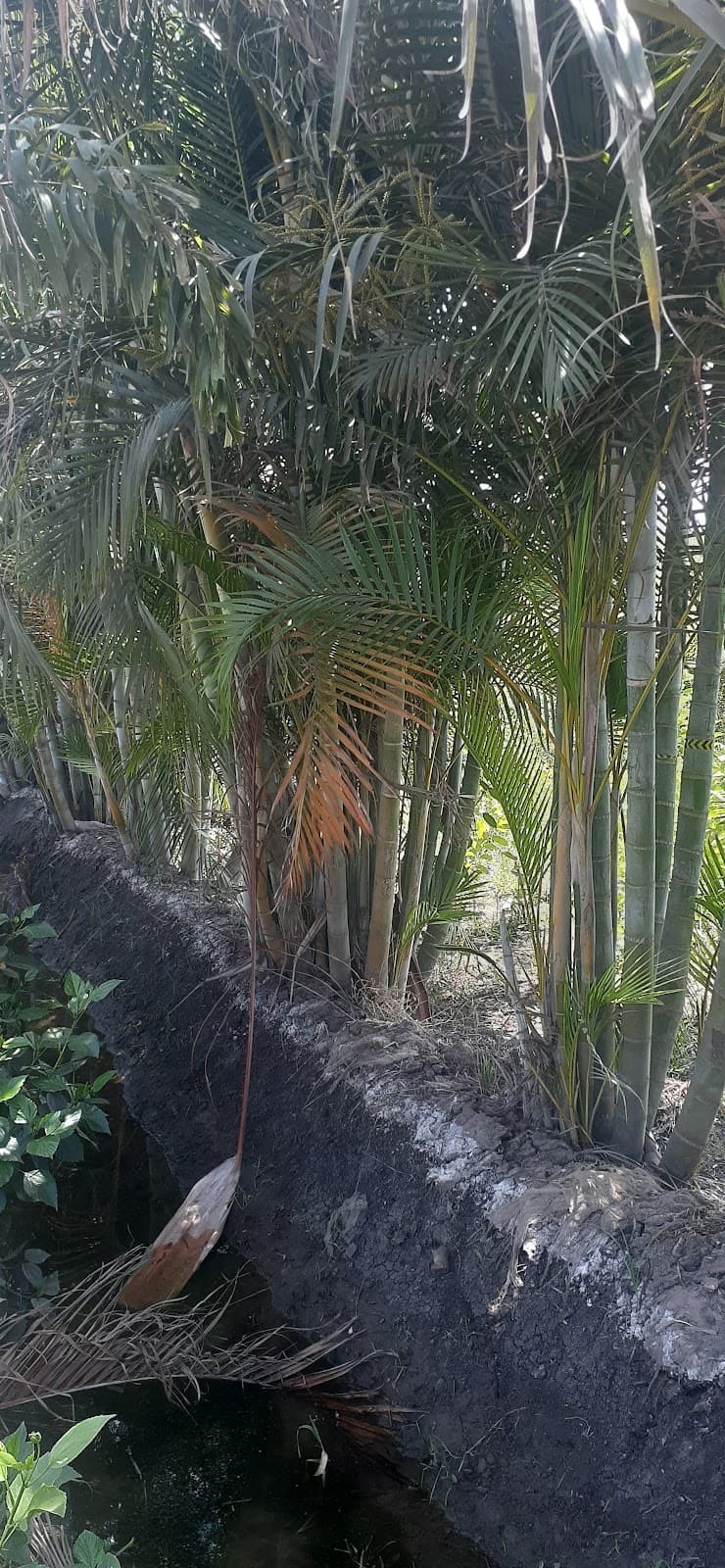 Hiba Al Sharqia Nursery