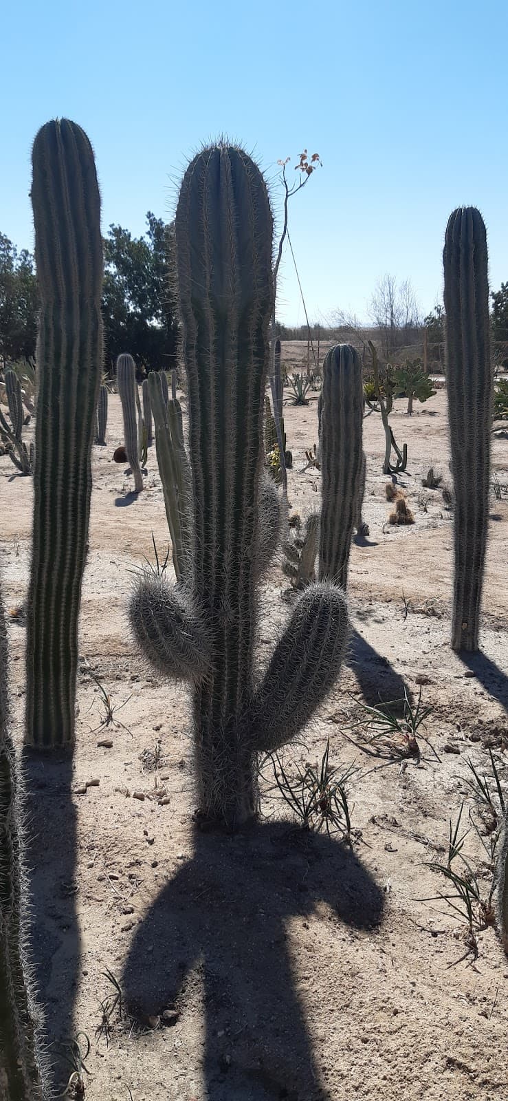 Khedr Cactus Farm / Plant Nursery