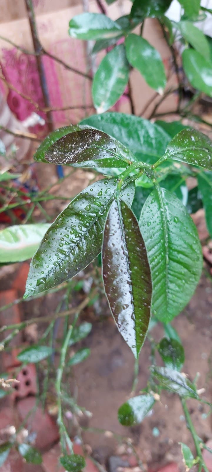 Distinguished Nursery