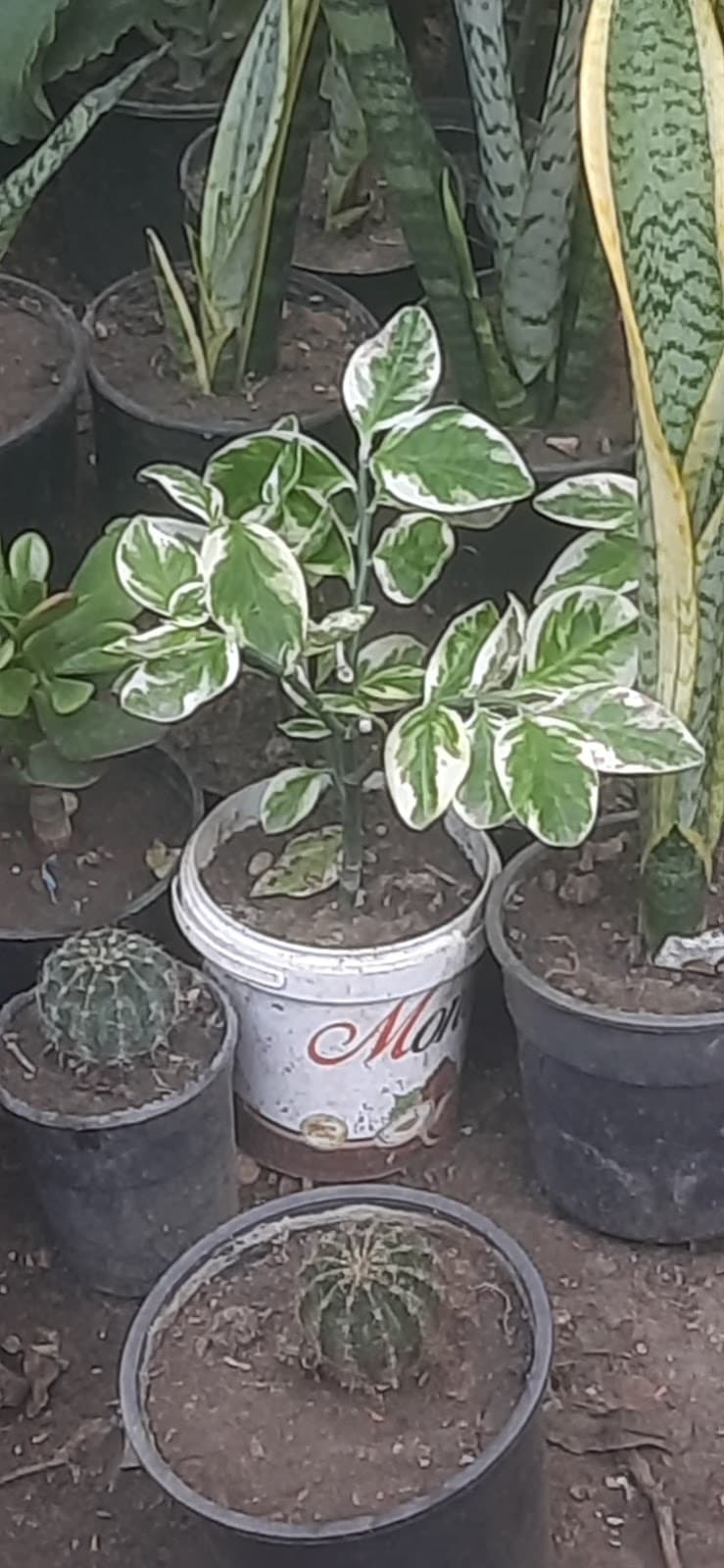 Karam Nursery for Flowers and Ornamental Plants