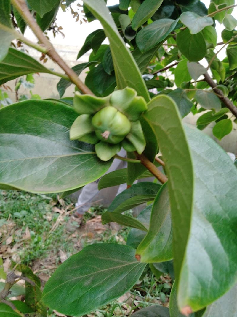 مشاتل أطعمة الجنة