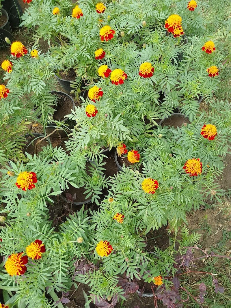 Al Baraka Nursery for Ornamental and Fruit Trees