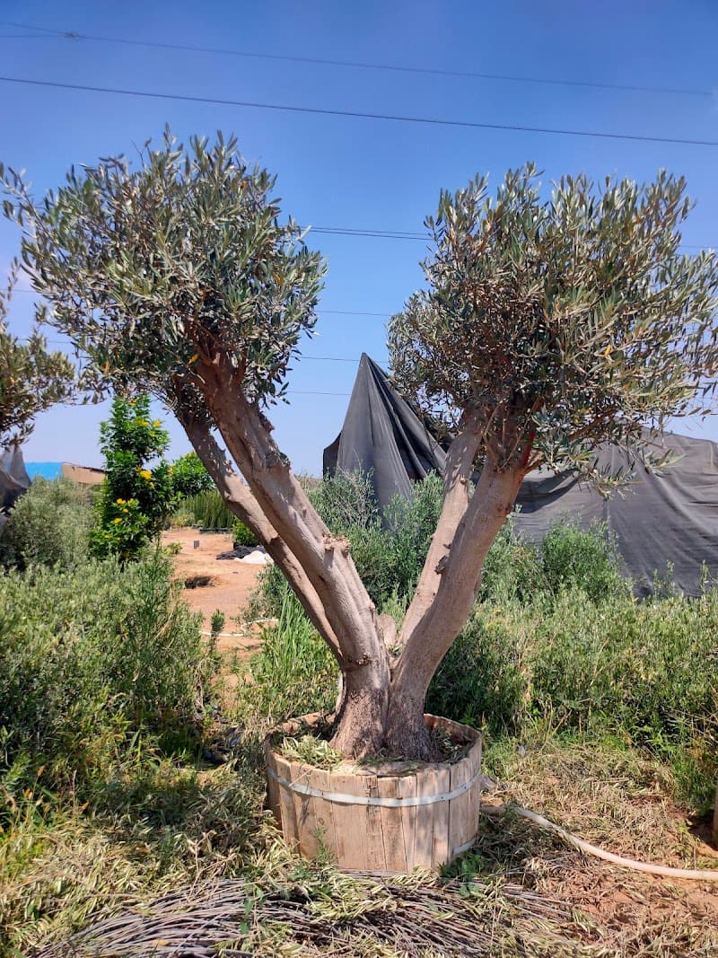 Al-Mukhtar Nursery for Olive and Ornamental Seedlings