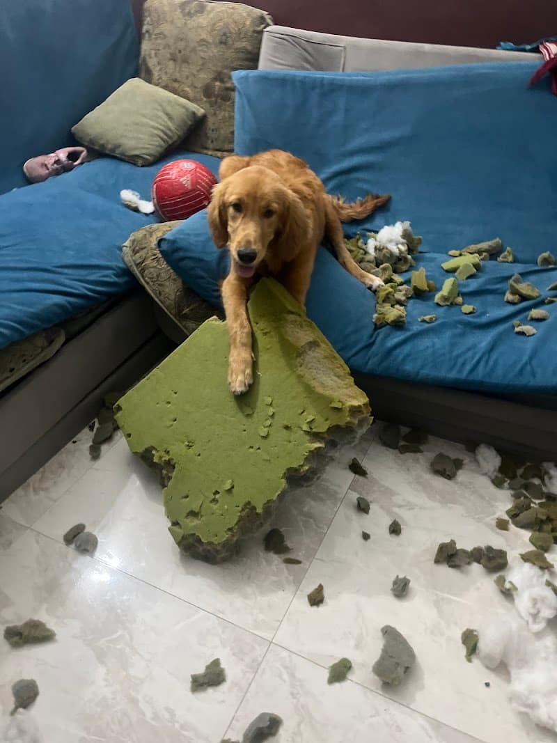 Pets Mall