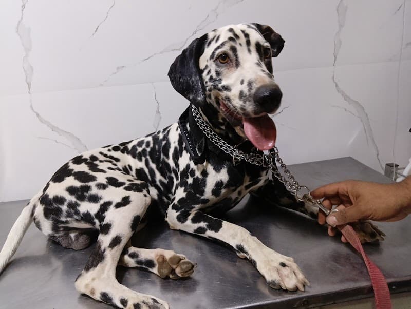 Pet planet vet clinic