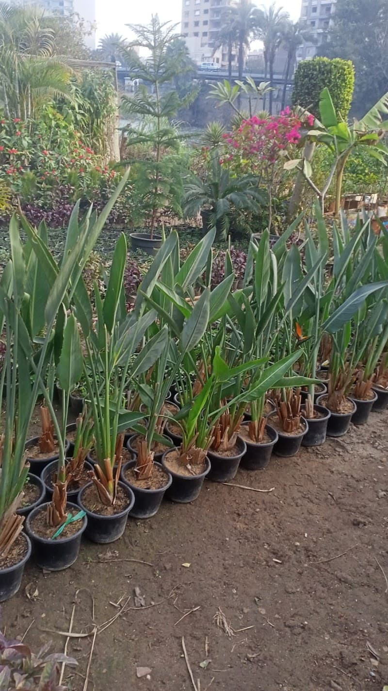 Turquoise Nursery for Ornamental Plants and Agricultural Supplies