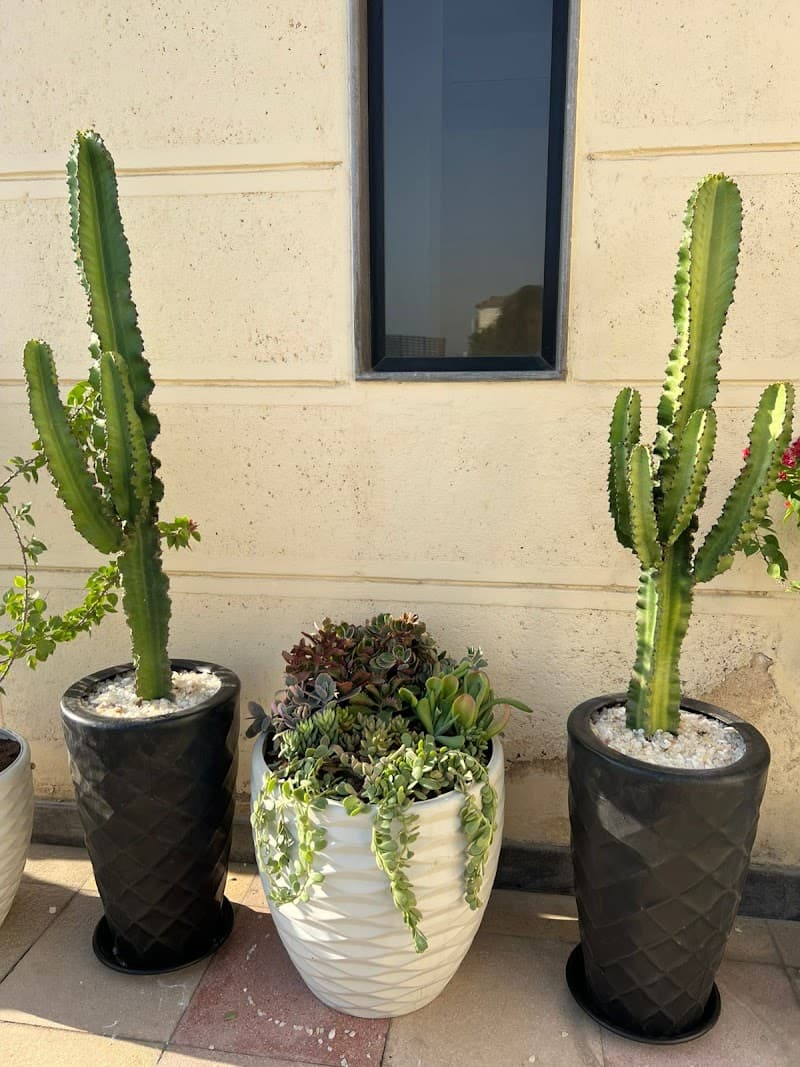 Cairo cactus