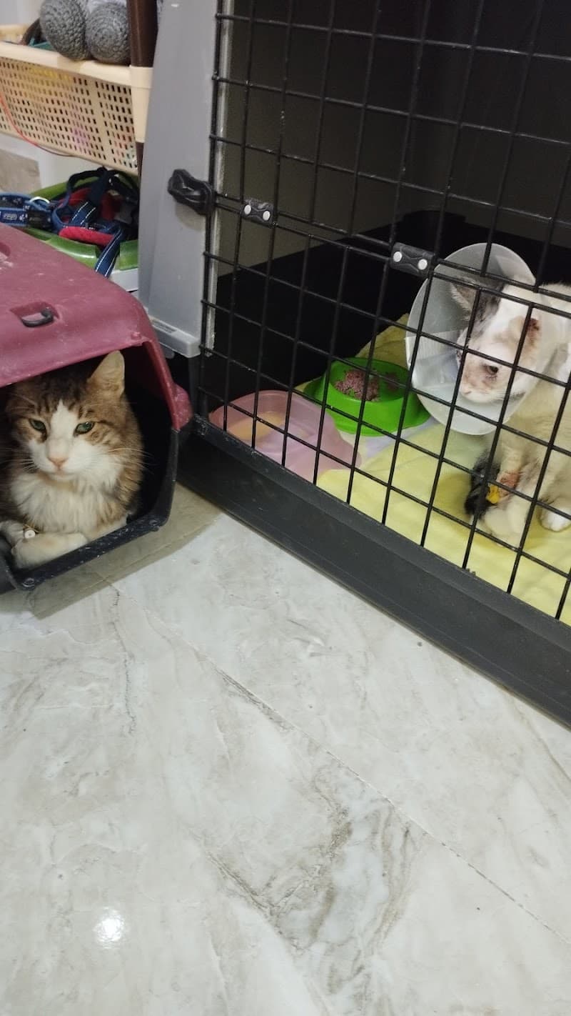 The Ark veterinary clinic, Hurghada, Egypt