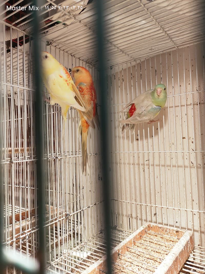 Al-Shami for Ornamental Birds
