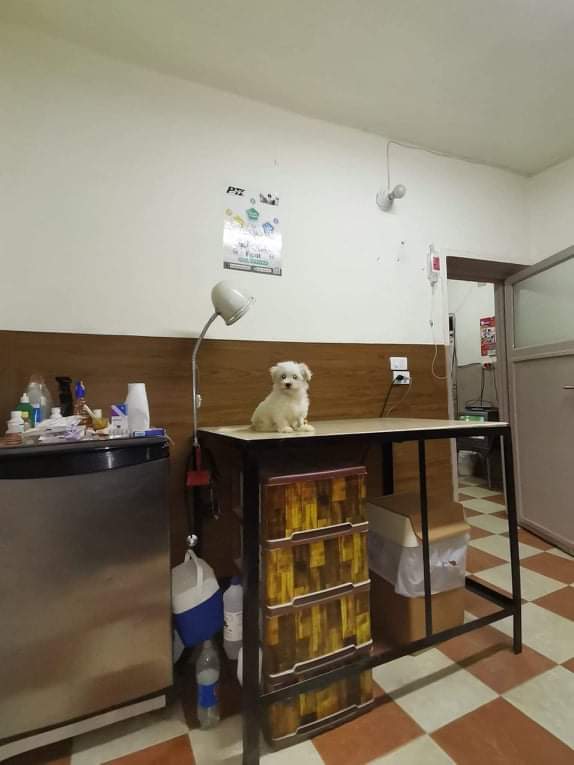 عيادة بيطرية للحيوانات الأليفة - Pet Home