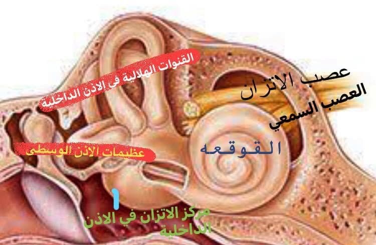 عيادة دكتور محمد حمدي استشاري الانف والاذن والحنجرة بالمنيا