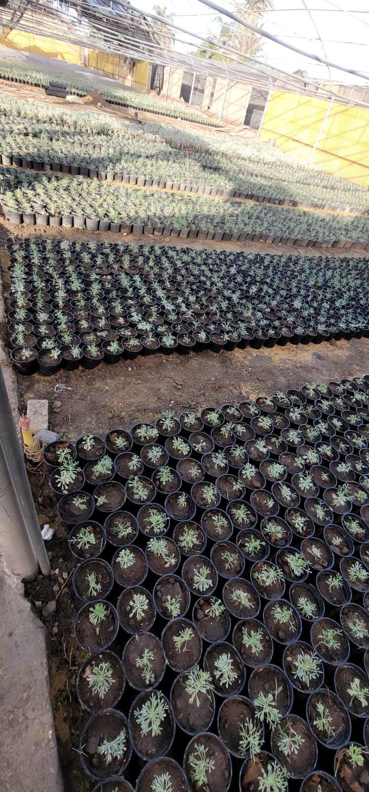 Hamza Agricultural Company