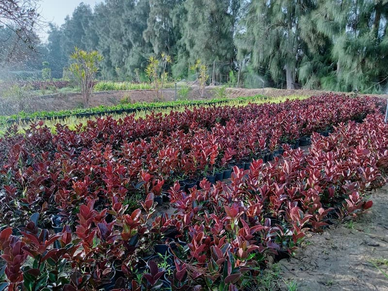 مزرعة شركة نباتات لنباتات الزينة