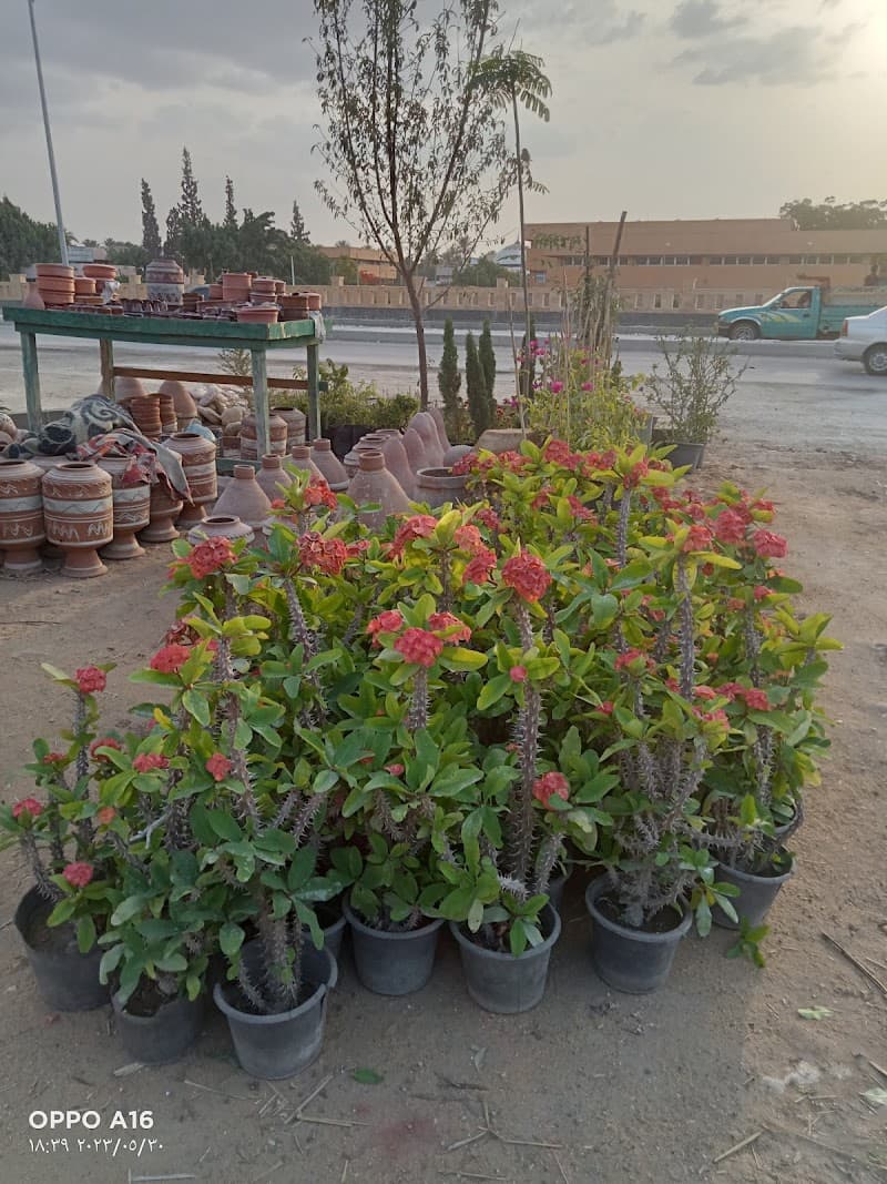 Al-Ikhlas Nursery for Agricultural Development