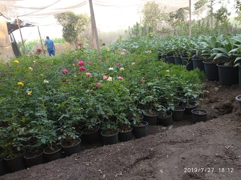 مشتل شعبان بدر لنباتات الزينه