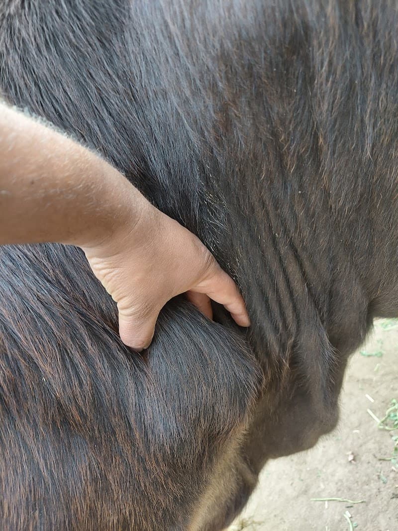 Comprehensive Veterinary Clinic