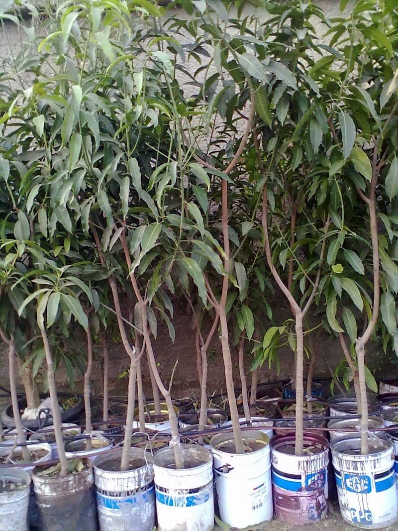 Engineer Nurseries for Agricultural Development and Export