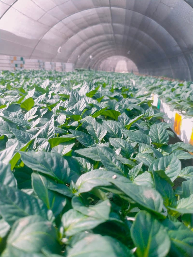 Capital Nursery