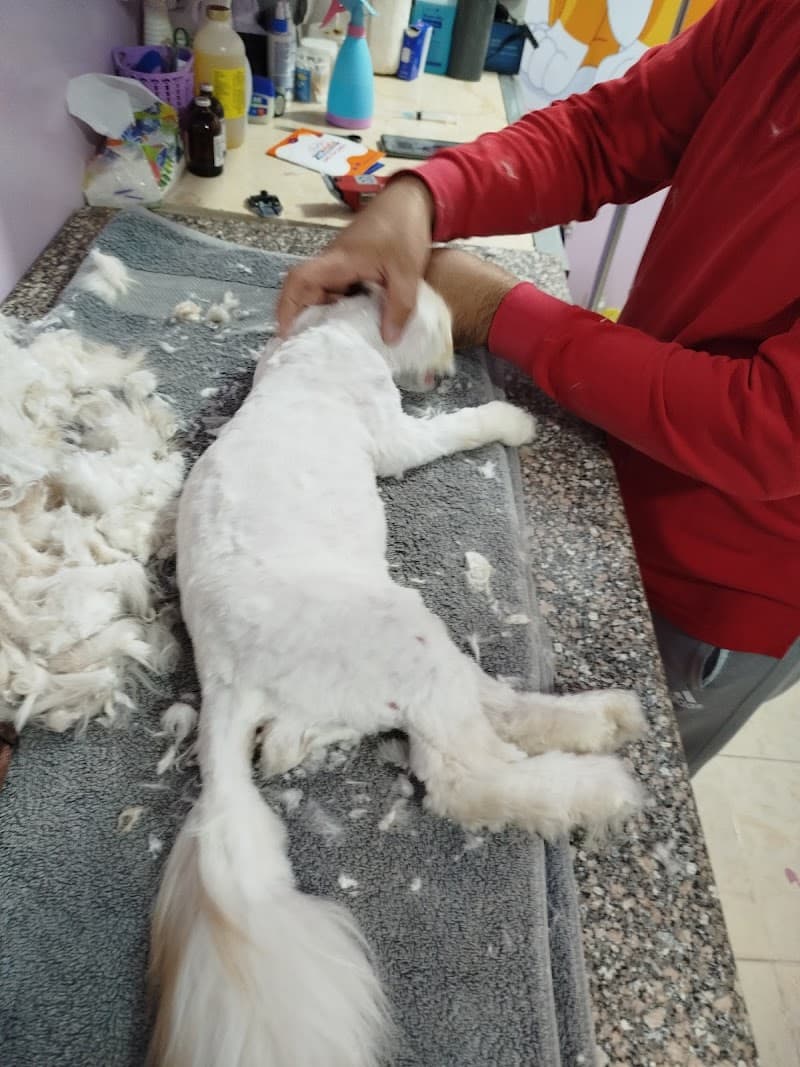 Royal vet clinic Hurghada Dr Adel Labib