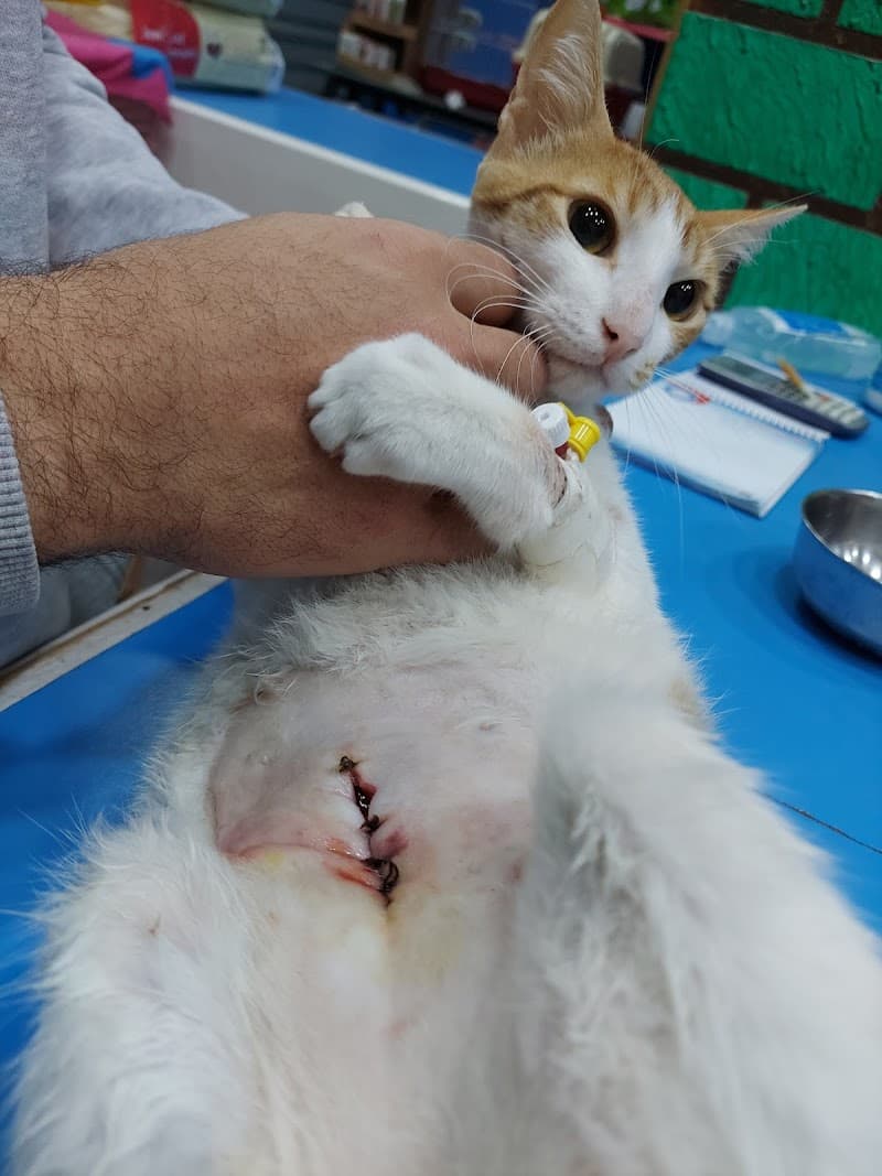 الوحدة البيطرية بدمياط البصايلة