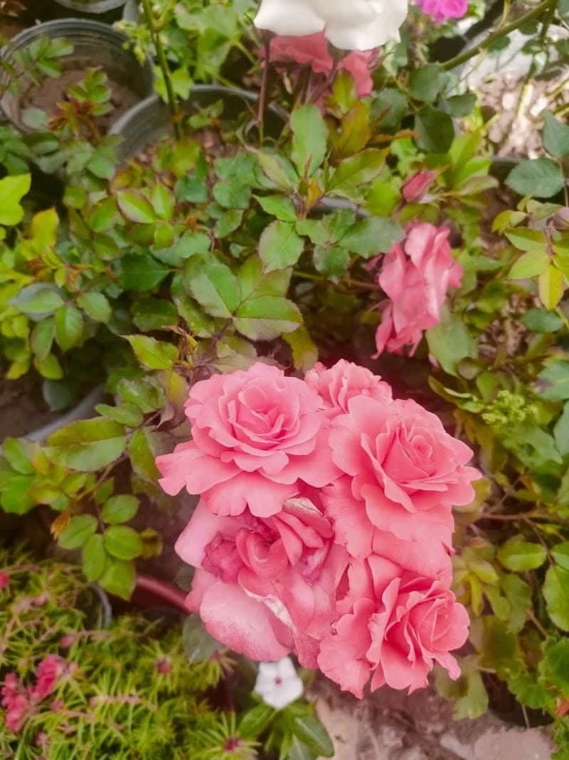 Yasmina Nursery for Flowers and Ornamental Plants