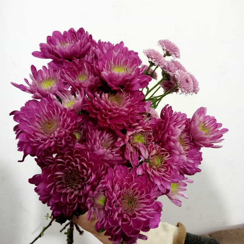 natural rose
