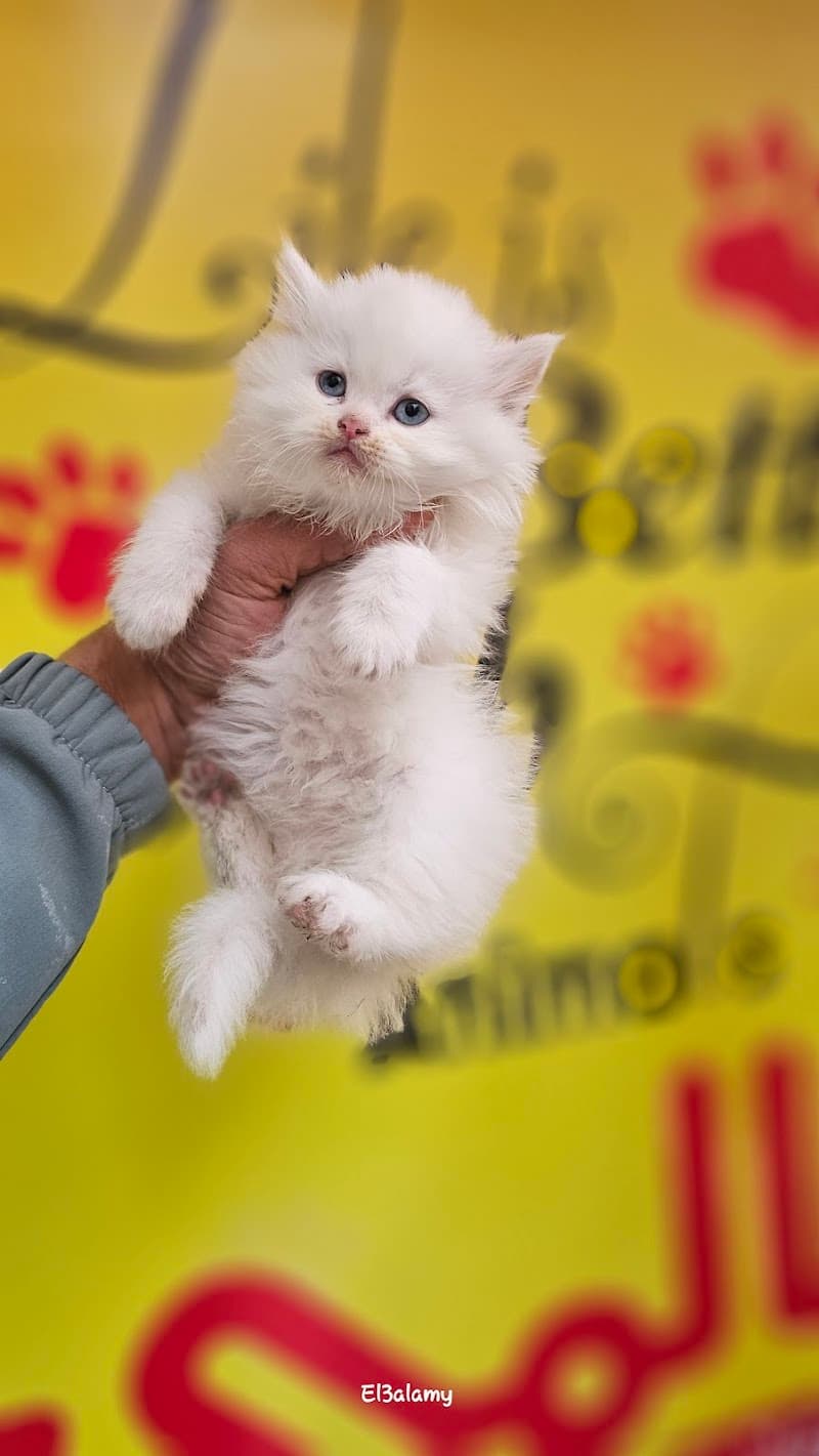 & El3alamy pets shop